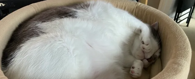 Nimbus, a cat sleeping in front of a computer monitor.